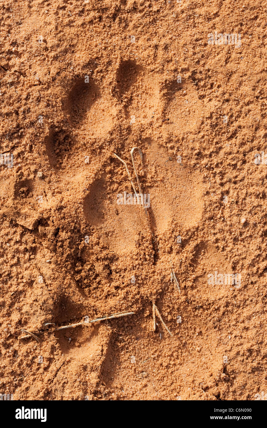 Spoor Leone Foto Stock