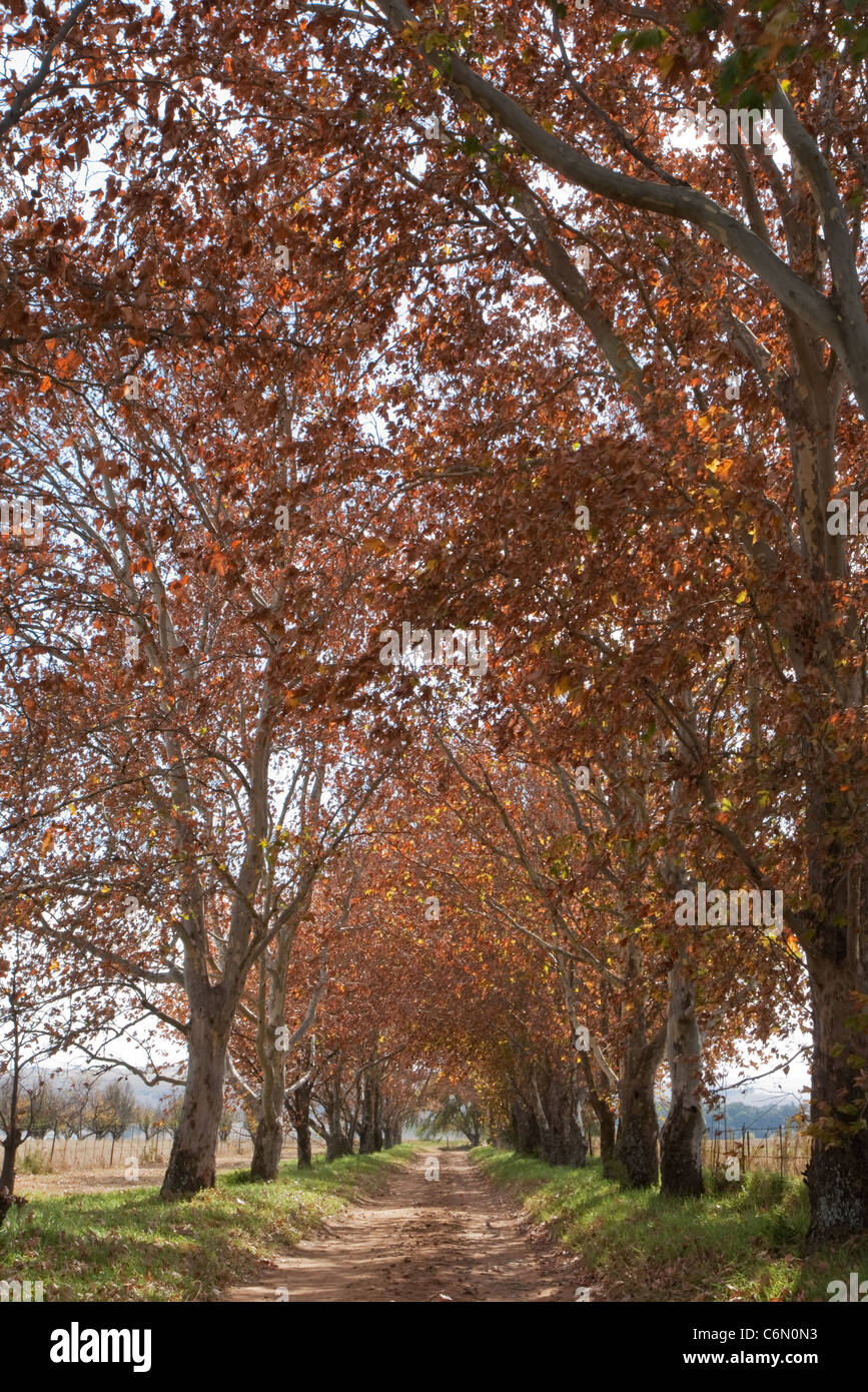 Viale di alberi di pioppo Foto Stock