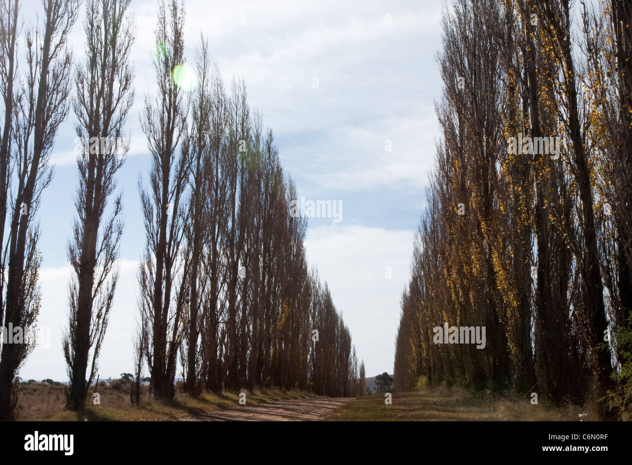 Viale di alberi di pioppo Foto Stock