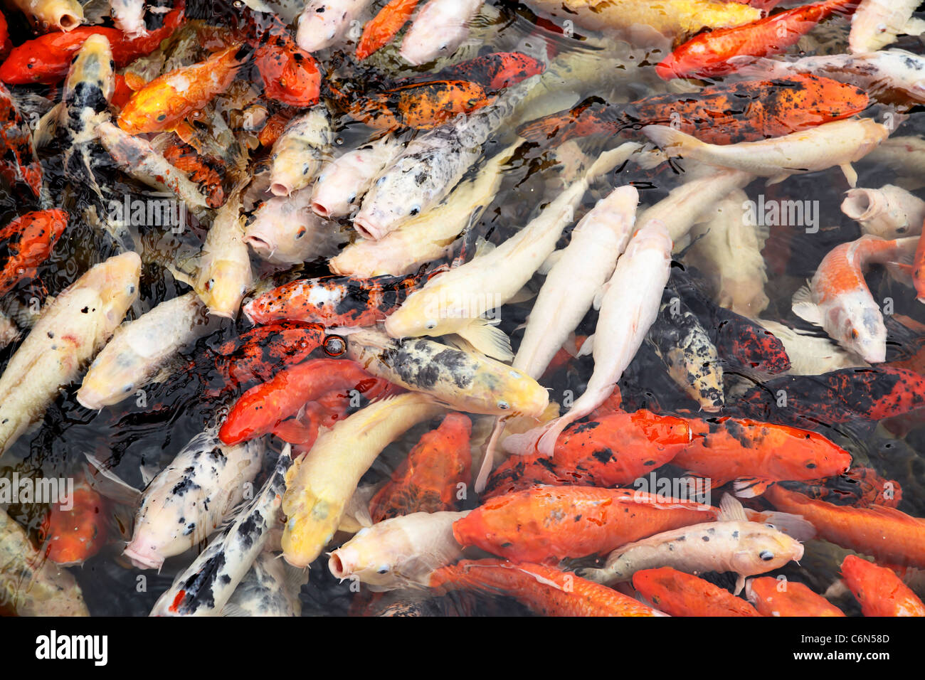 Pesce nel servizio di incontri stagno