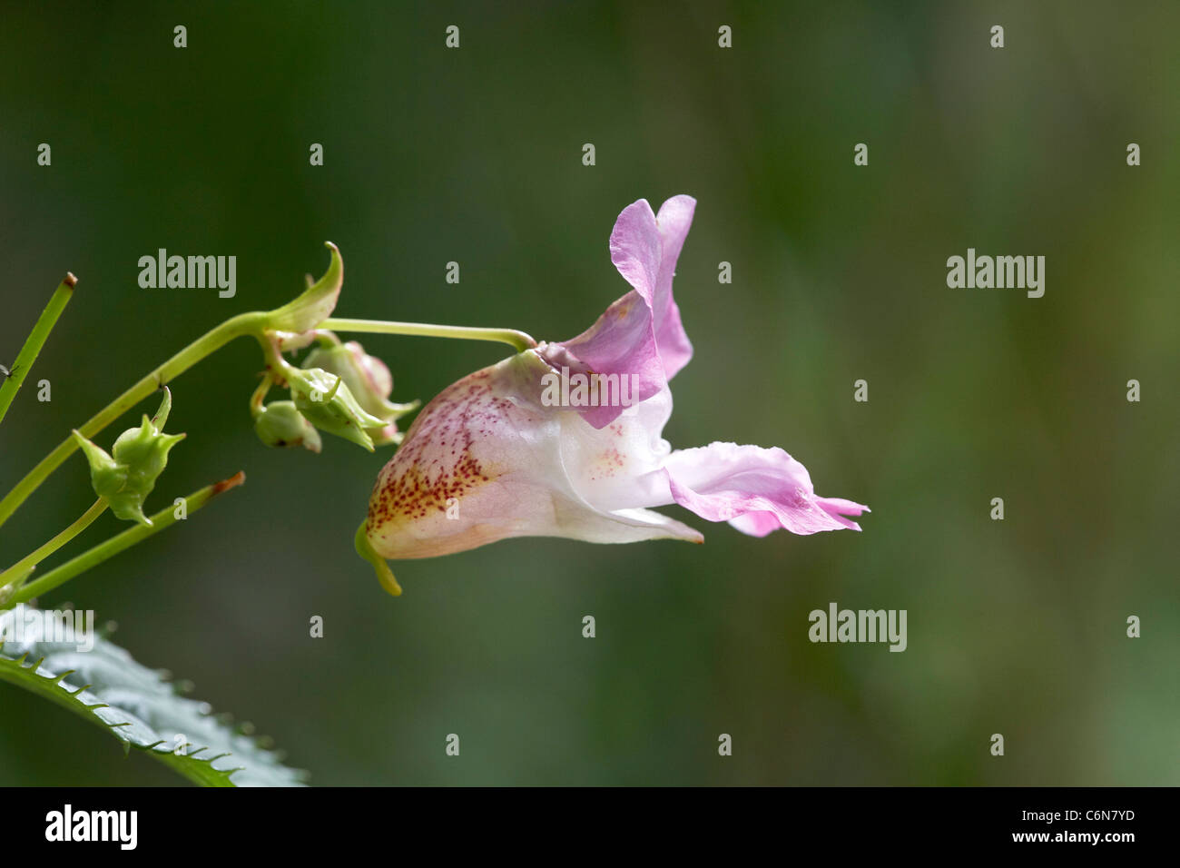 L'Himalayan Balsamina Impatiens glandulifera fiore e sementi pod, REGNO UNITO Foto Stock