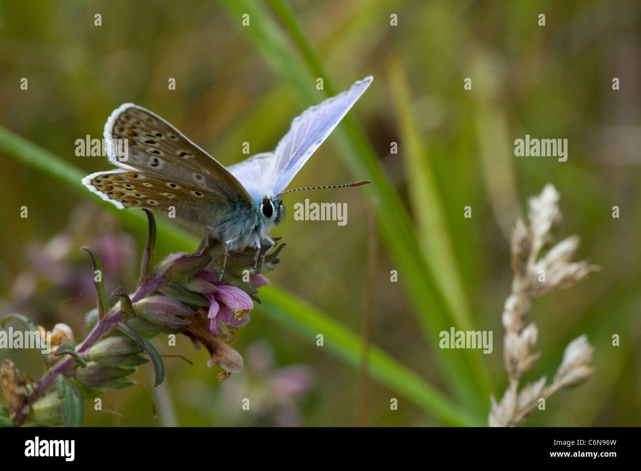 Comune maschio blue butterfly (Polyommatus icarus) Foto Stock