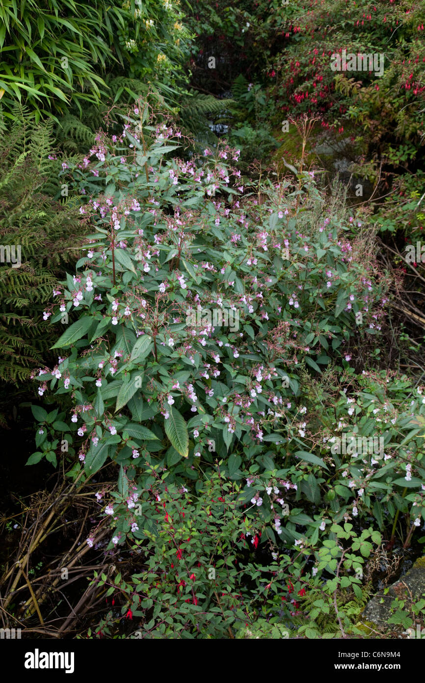 Balsamo himalayana piante invadenti Zennor stream Cornwall Regno Unito Foto Stock