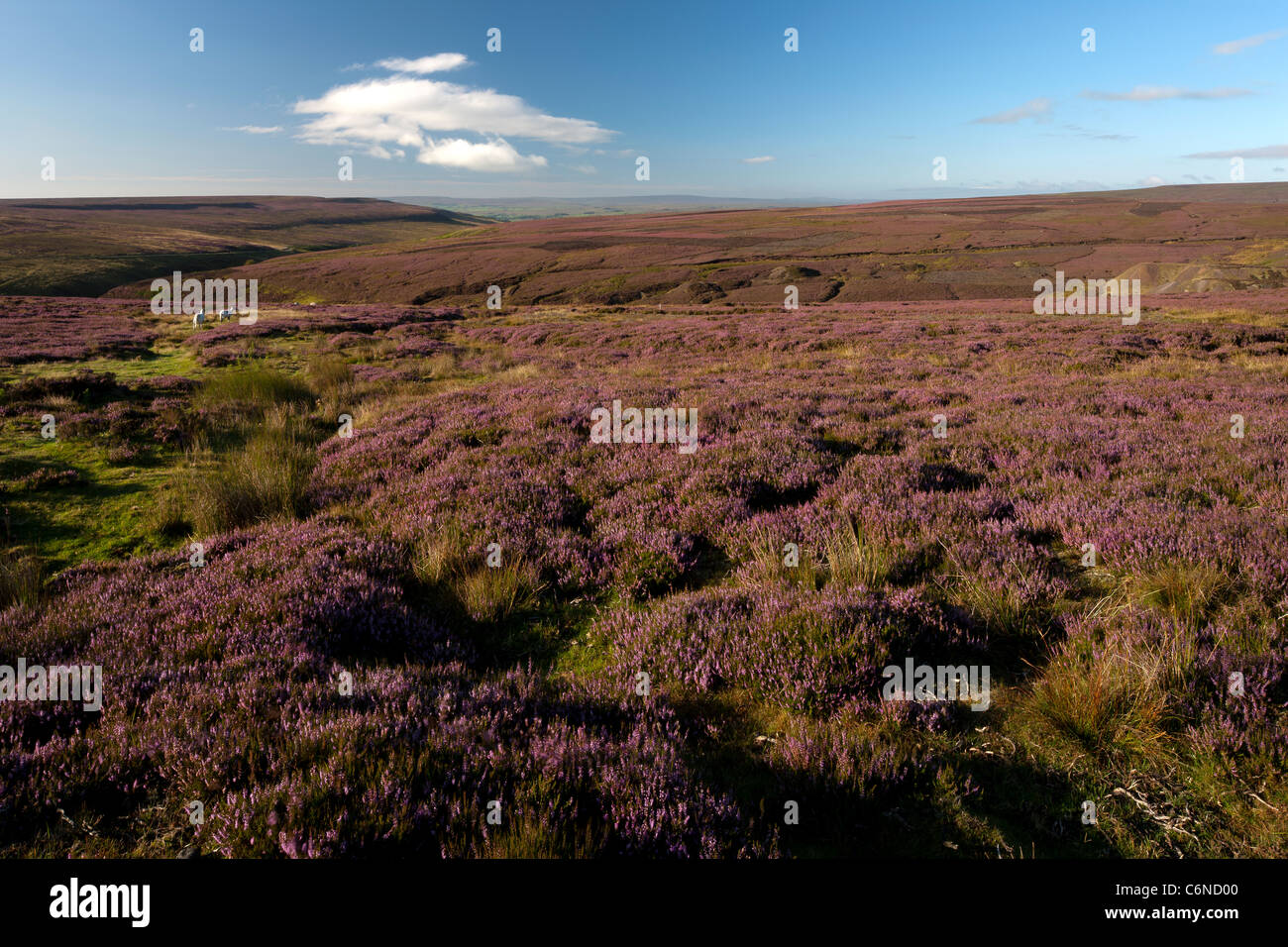 Heather su Middleton Moor, vicino a Middleton in Teesdale, County Durham Foto Stock