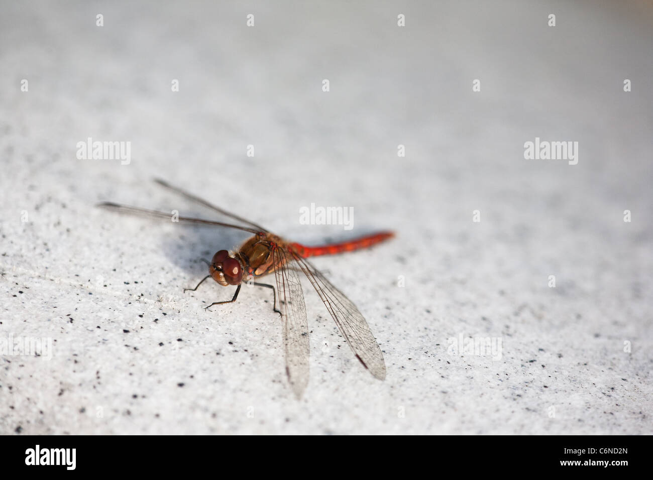 Una libellula rossa sul kayak grigio vicino al lago Vansjø a Moss, Østfold, Norvegia. Foto Stock