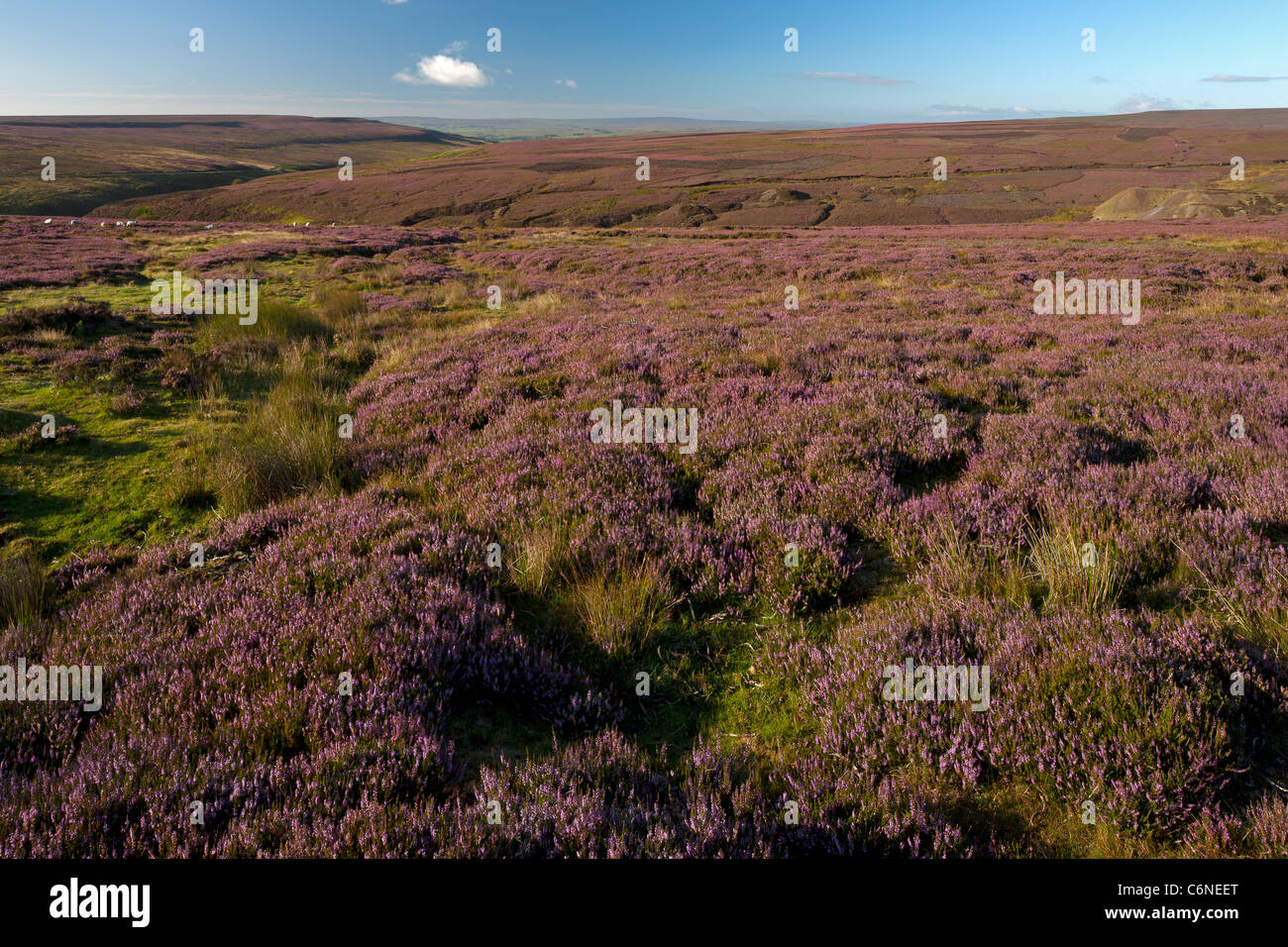Heather su Middleton Moor, vicino a Middleton in Teesdale, County Durham Foto Stock