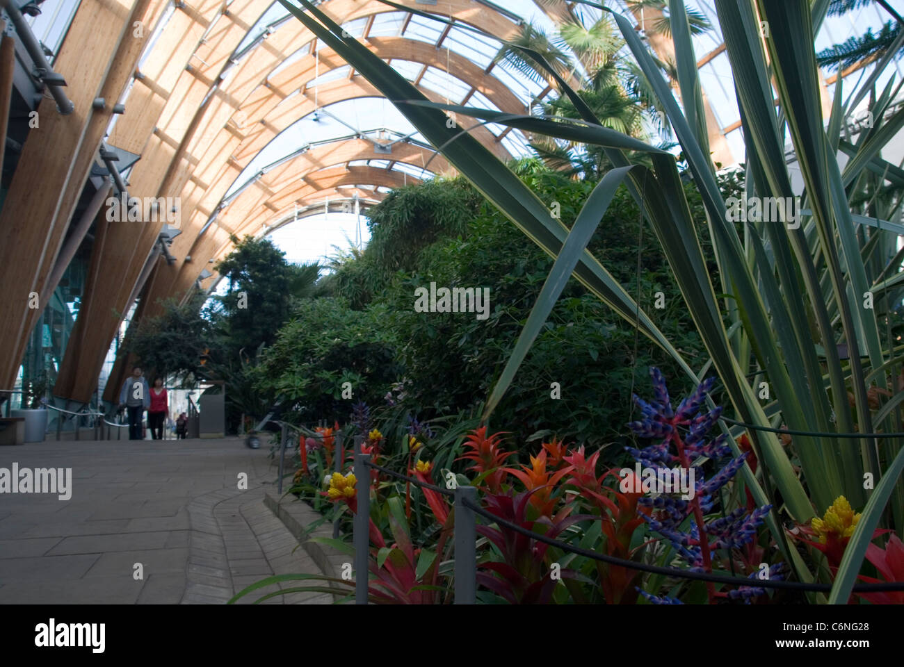 Piante che crescono nei giardini invernali, Sheffield, UK, diurno interno. Architetto: Pringle Richards Sharratt Foto Stock