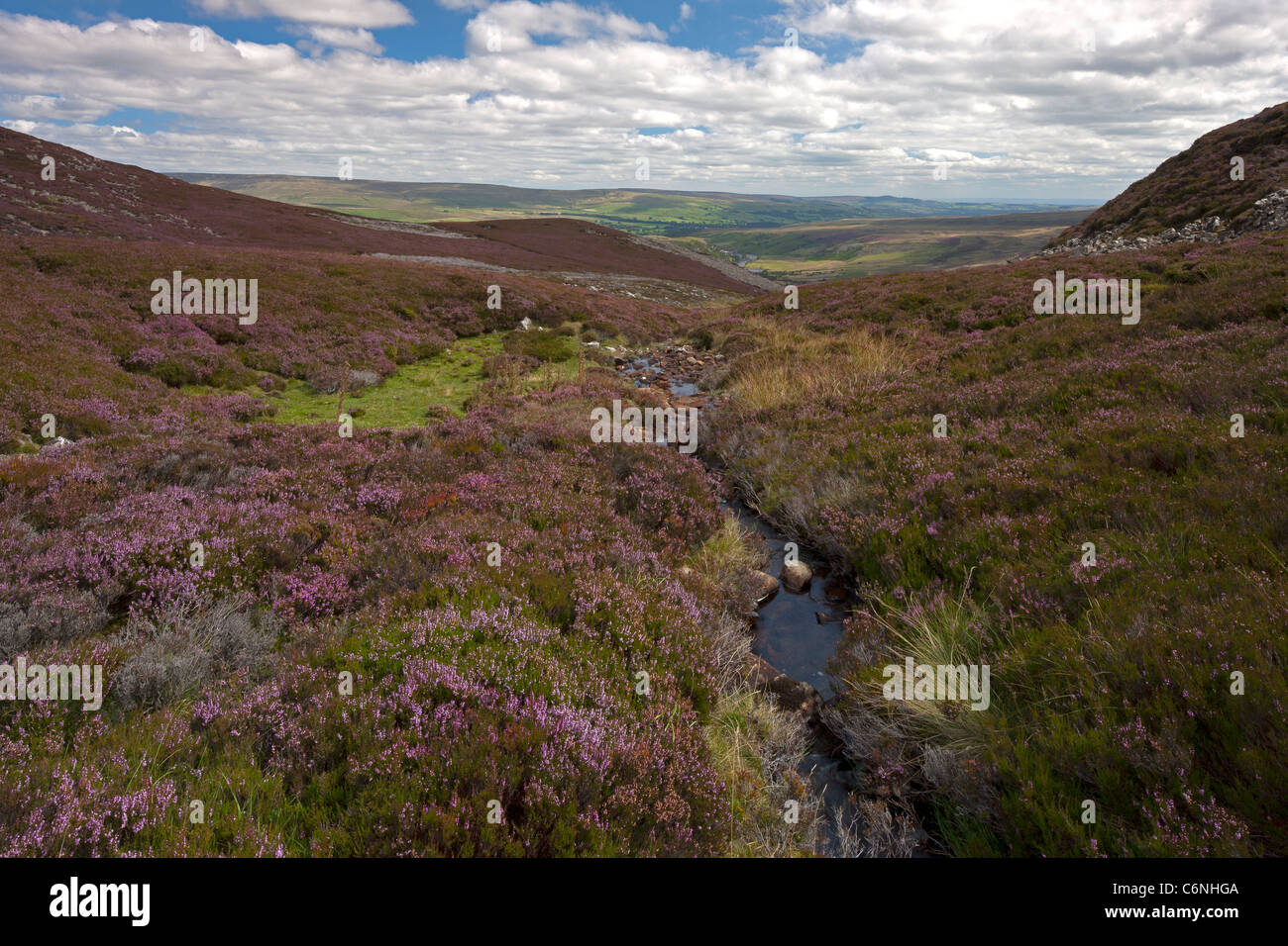Teesdale superiore Moor vicino a Langdon Beck nel North Pennines, County Durham in estate Foto Stock