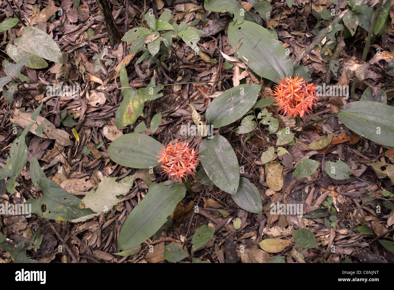 Forest bolide gigli (Scadoxus cinnabarinus: Liliaceae) nella foresta pluviale, Camerun. Foto Stock