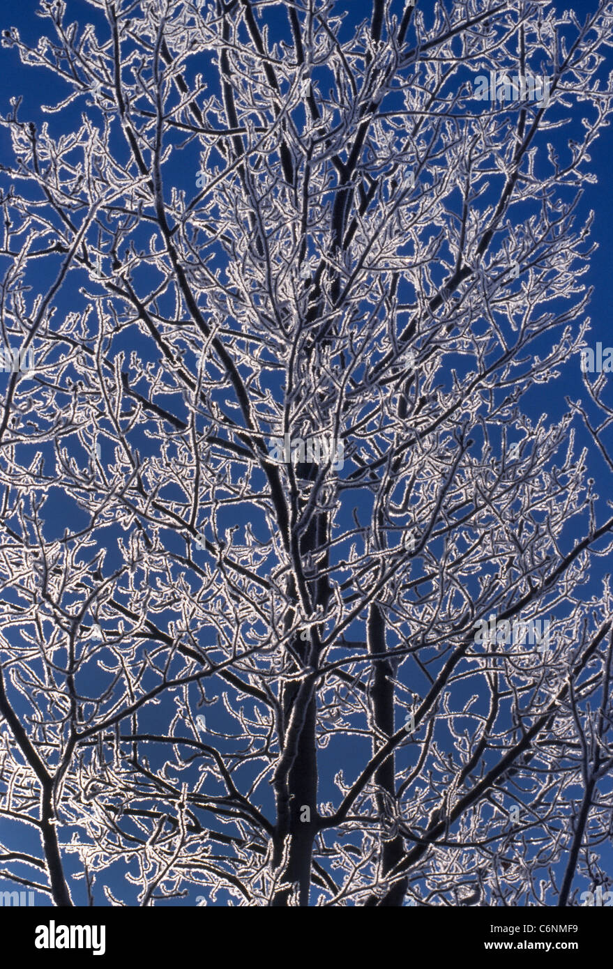 Ice-rivestito di rami di albero fare una fotografia drammatica quando il sole li mette in evidenza da dietro e crea la loro silhouette contro un blu cielo d'inverno. Foto Stock