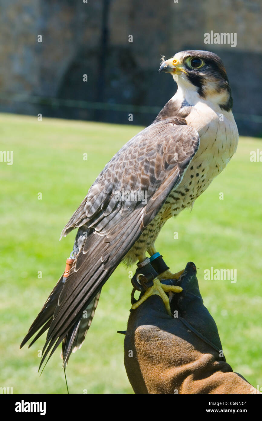 Captive Falco Pellegrino sul display a Alnwick Castle Alnwick, Northumberland, Inghilterra. Foto Stock