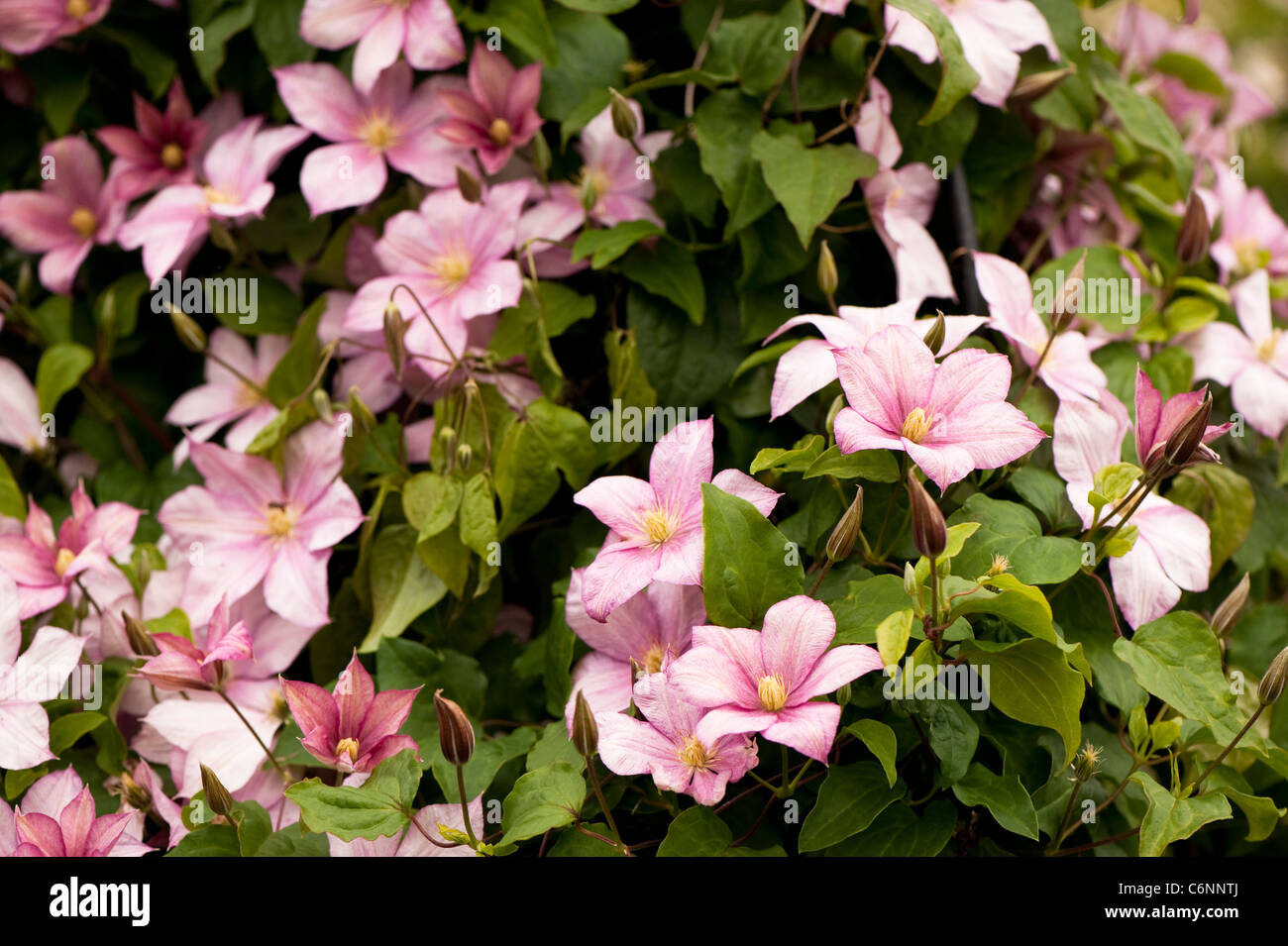 La clematide " Caroline' in fiore Foto Stock