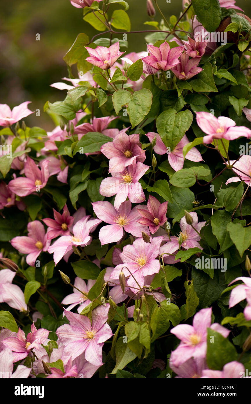 La clematide " Caroline' in fiore Foto Stock