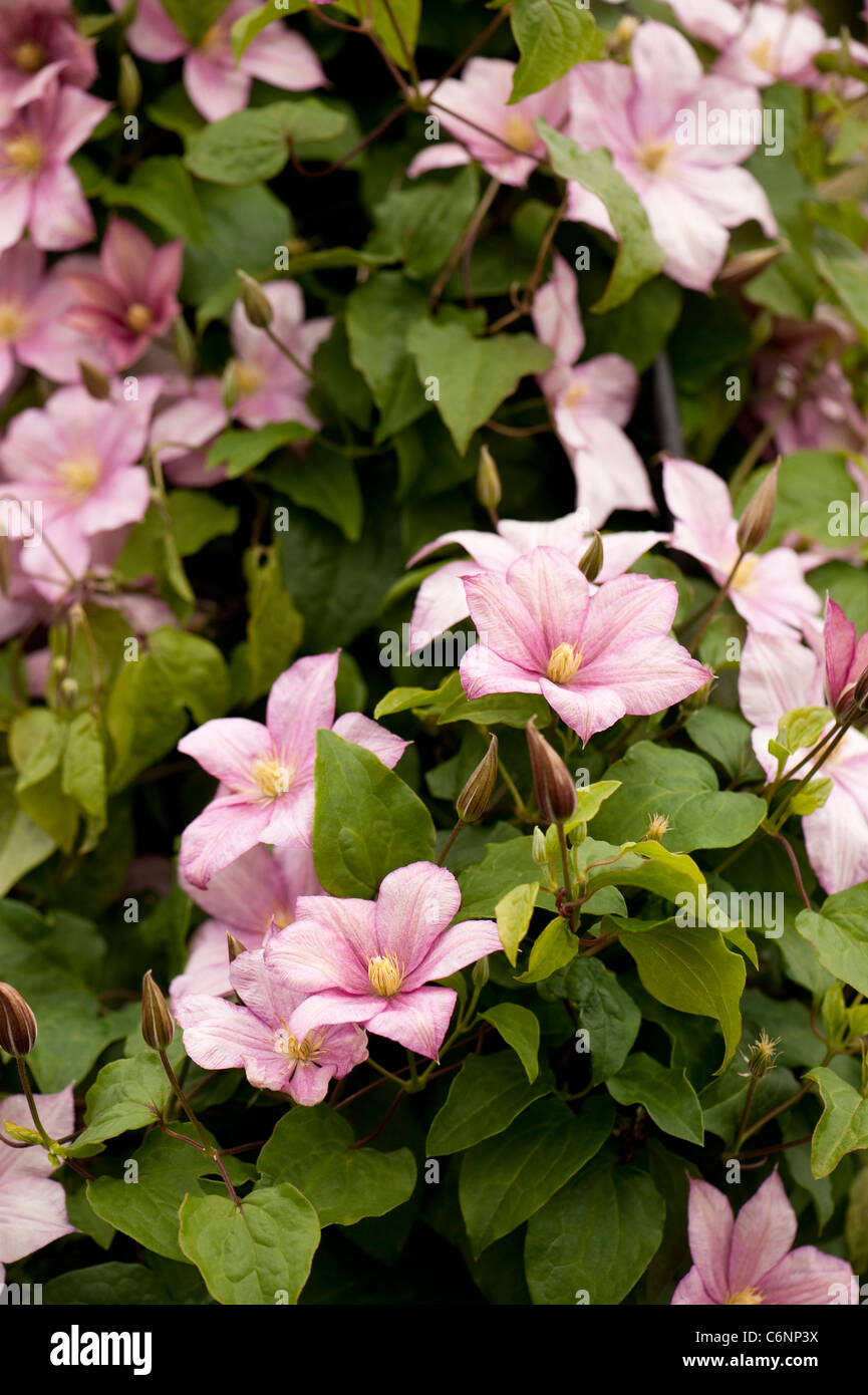 La clematide " Caroline' in fiore Foto Stock