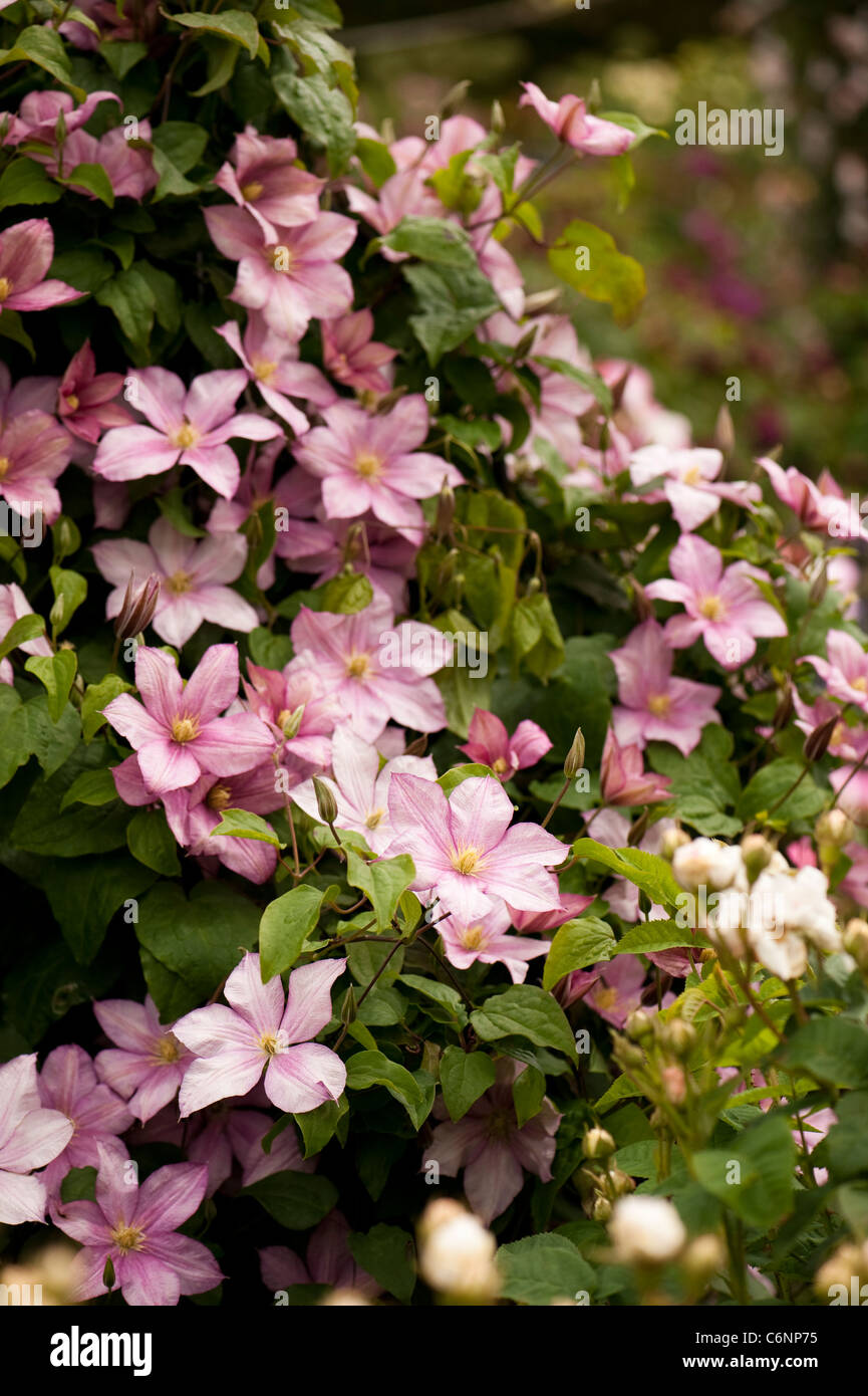 La clematide " Caroline' in fiore Foto Stock