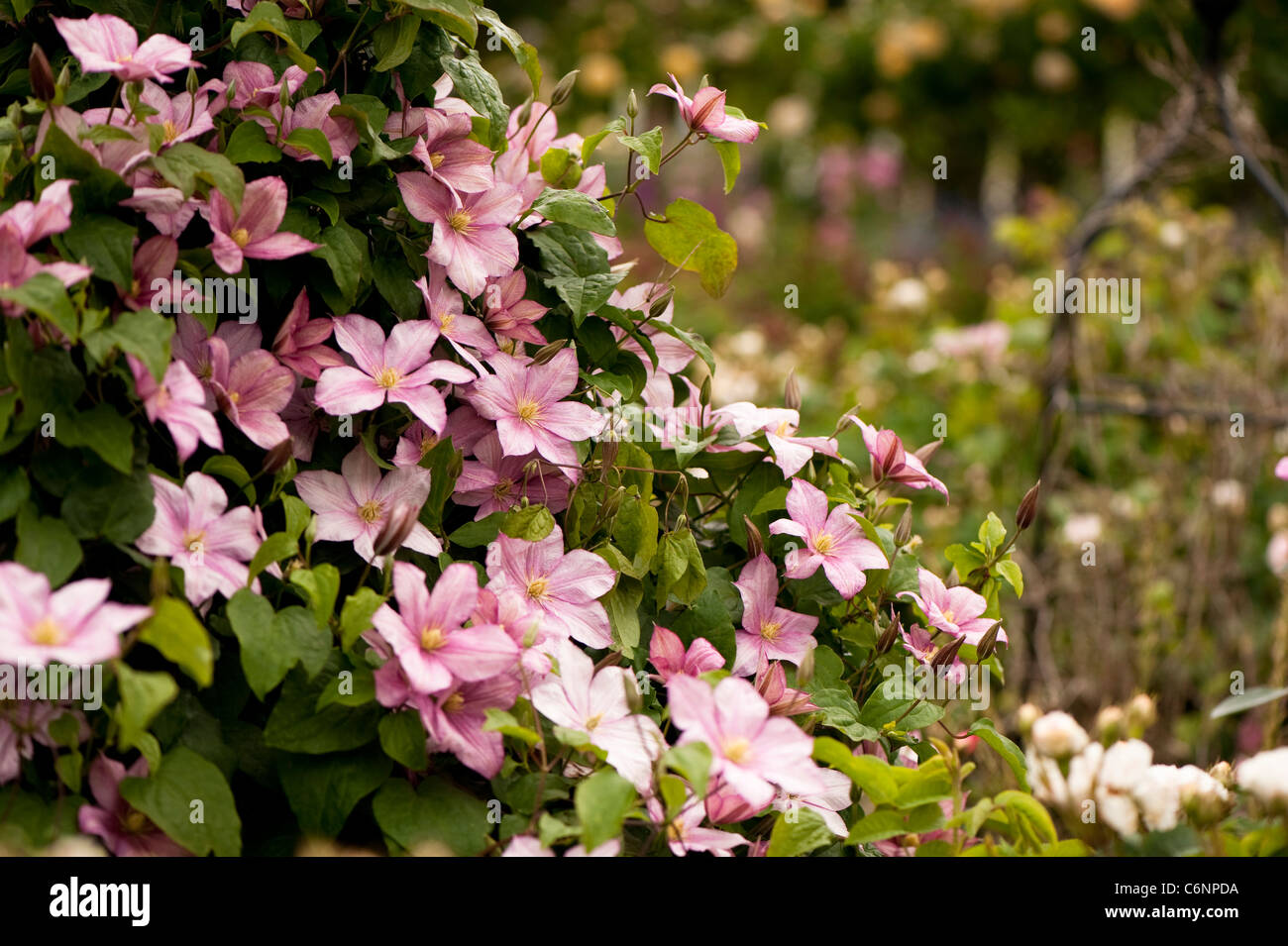 La clematide " Caroline' in fiore Foto Stock