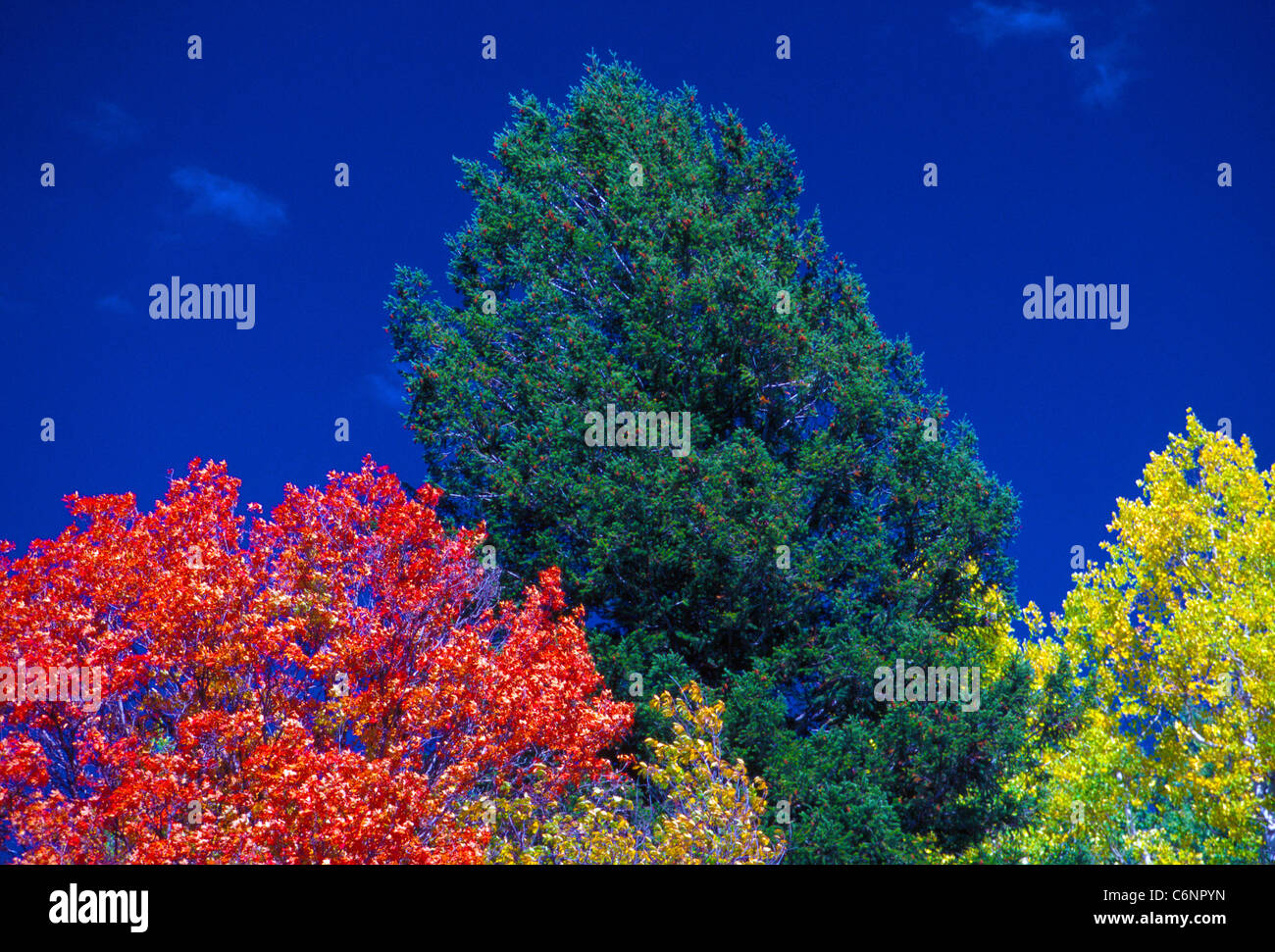 Il ricco rosso, verde e giallo colori delle foglie si stagliano contro il cielo blu durante l'autunno in Idaho, Stati Uniti d'America. Foto Stock