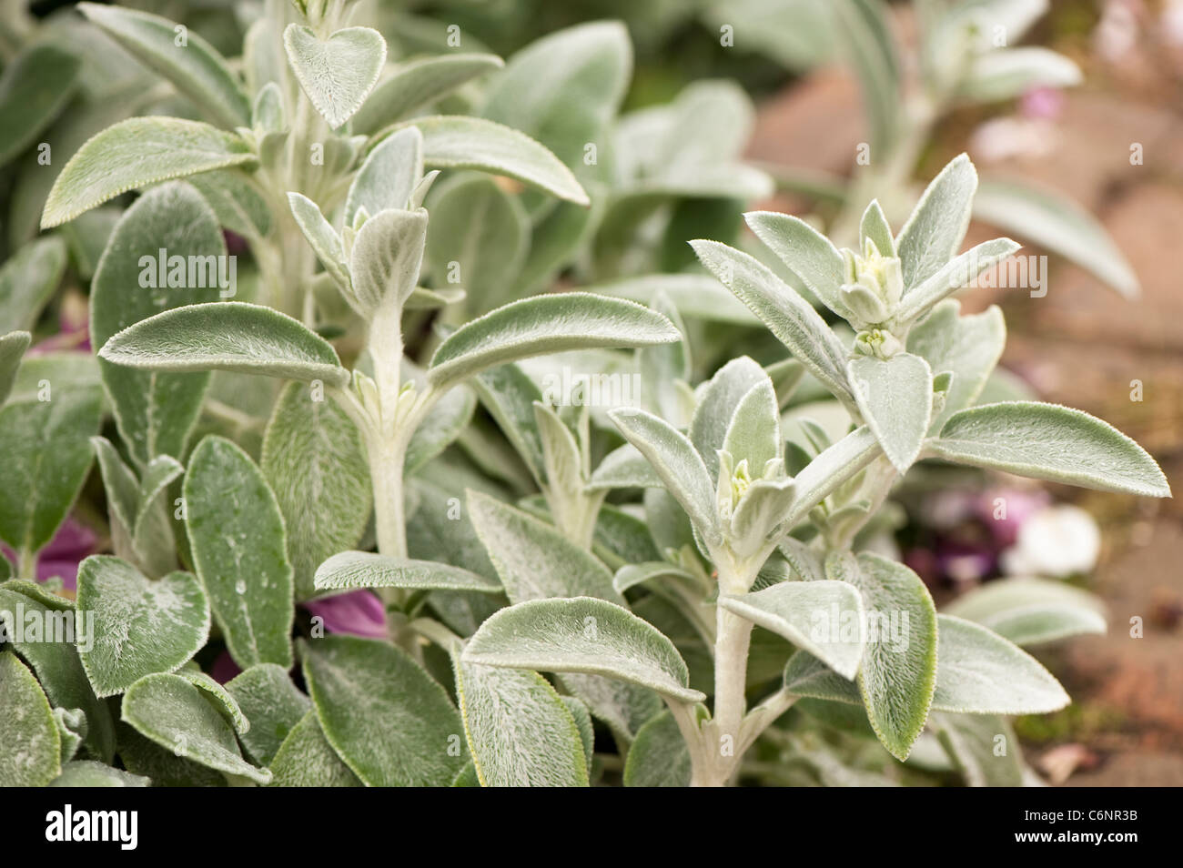 Stachys byzantina, Agnello le orecchie Foto Stock