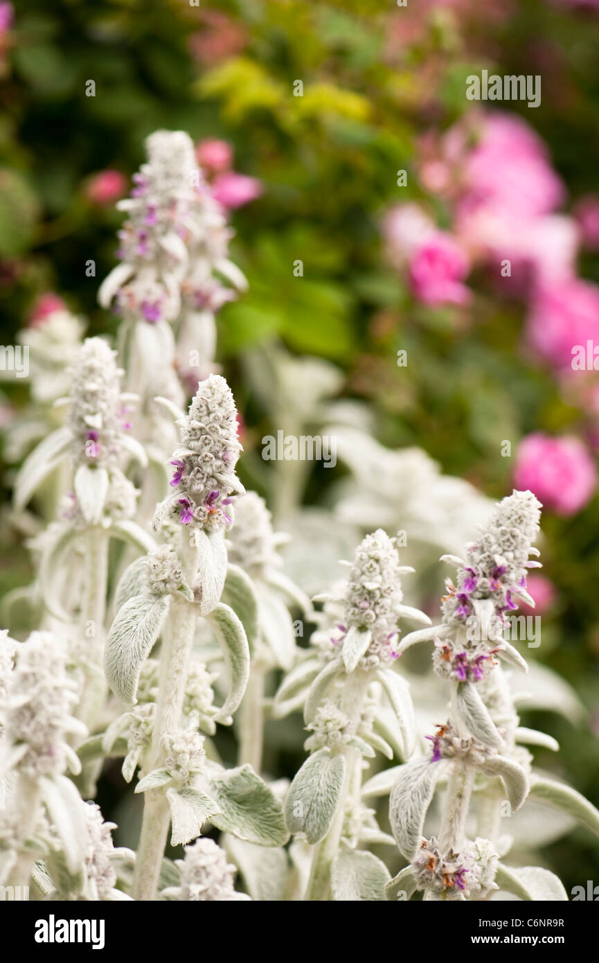Stachys byzantina, Agnello le orecchie, in fiore Foto Stock