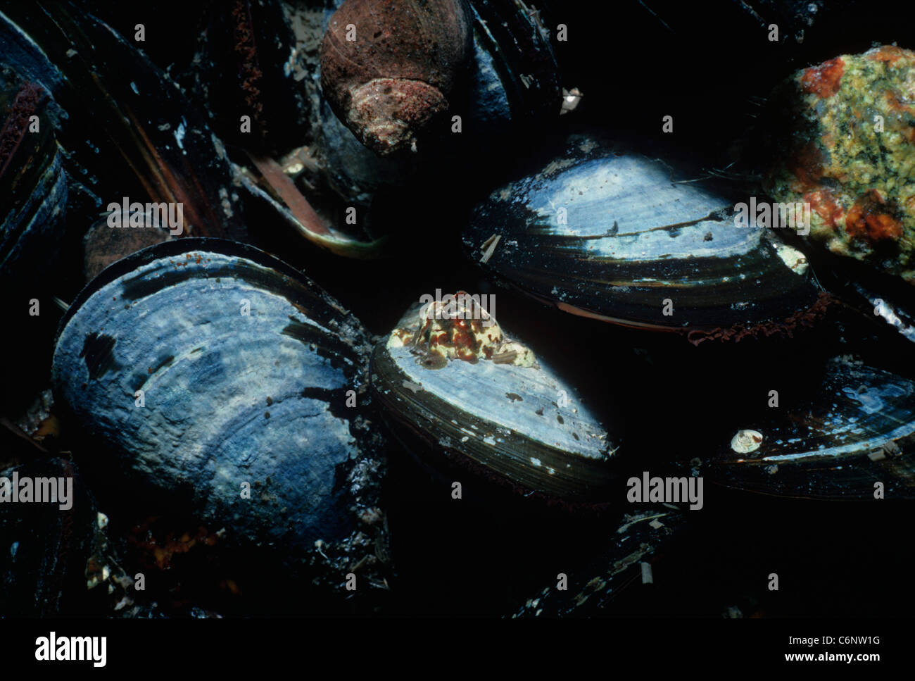 Blue Mitili (Mytilus edulus) filtro alimentazione di plancton. La Nuova Inghilterra, USA, Oceano Atlantico settentrionale Foto Stock