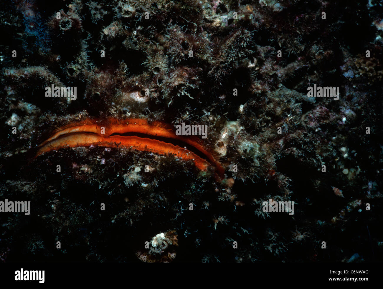 Gigante scaloppina di roccia (Crassadoma gigantea) guscio incrostati di spugna. Isole del Canale, California, USA, Oceano Pacifico Foto Stock