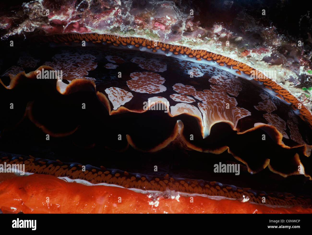 Ostrica spinosa (Spondylus varius) (mantello) filtro-l'alimentazione di notte. Sipadan Island, Borneo - Sul Mare della Cina del Sud Foto Stock