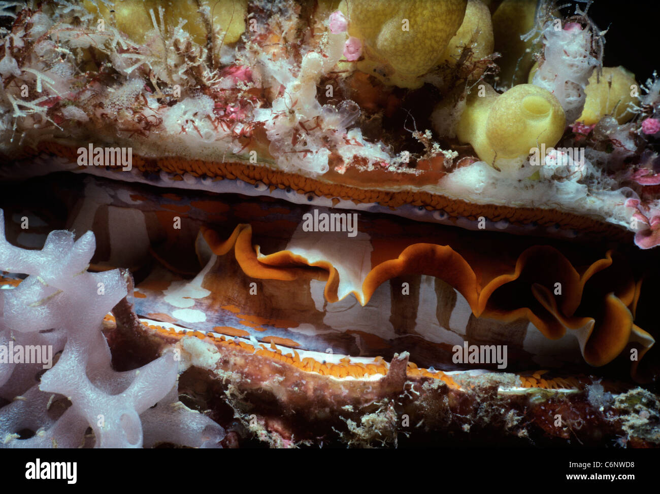 Ostrica spinosa (Spondylus varius) (mantello) filtro-l'alimentazione di notte. Sipadan Island, Borneo - Sul Mare della Cina del Sud Foto Stock