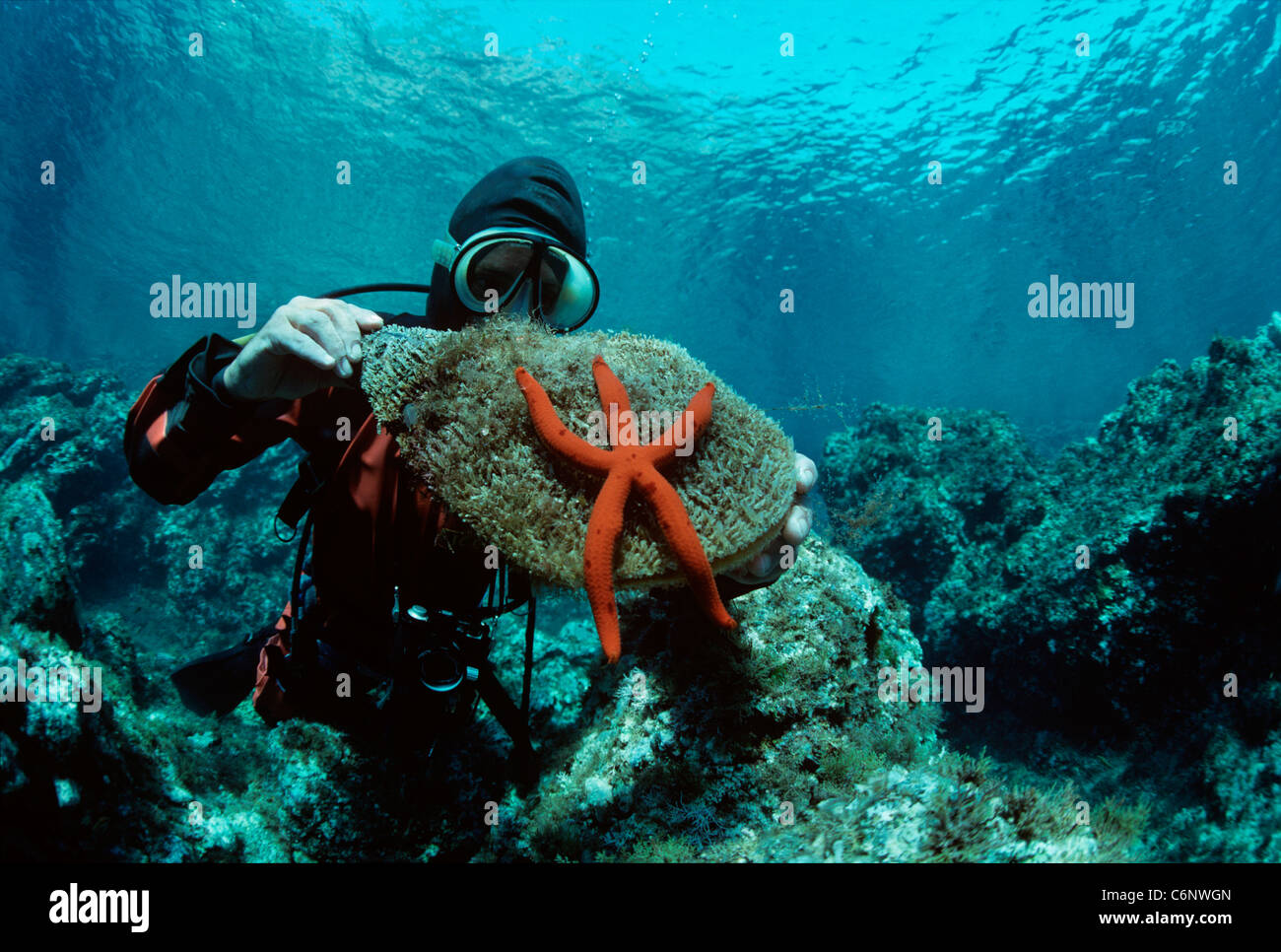 Cozza ventola (Atrina fragilis) e viola stella di mare (Ophidiaster ophidianus) detenute da un sommozzatore. Isola di Ustica, Sicilia, Italia Foto Stock