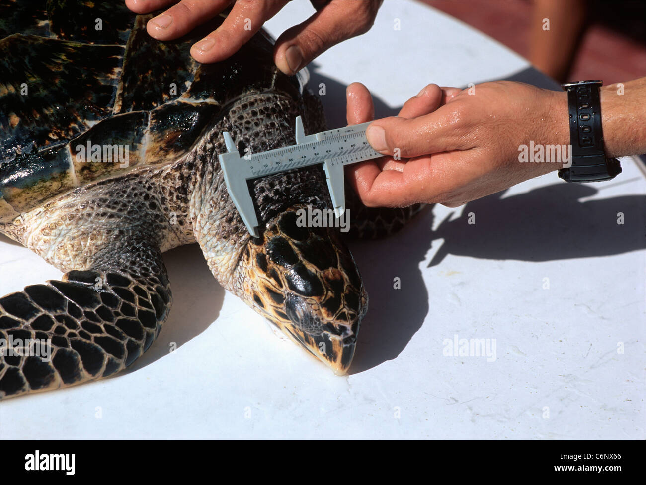 Uno scienziato dimostra come misura di una tartaruga embricata (Eretmochelys imbricata). Eilat, Israele Foto Stock