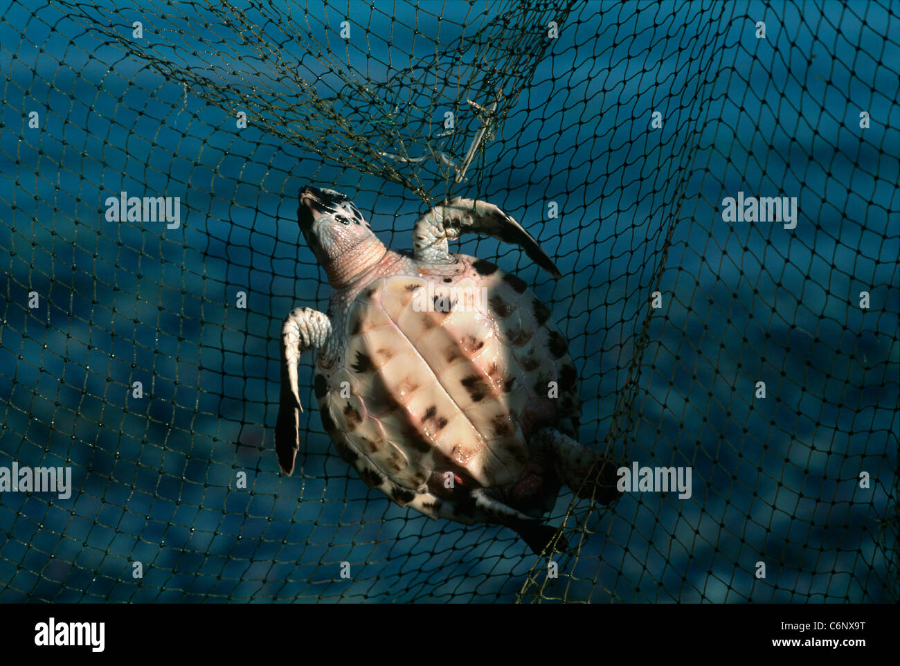 Un bambino tartaruga embricata (Eretmochelys imbricata) catturati in una rete da pesca. Eilat, Israele, Mar Rosso Foto Stock