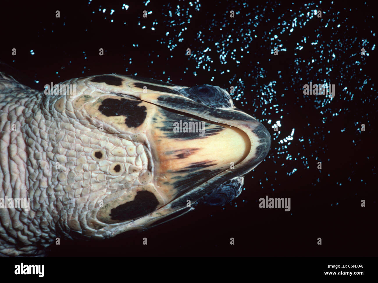 Vista parte inferiore di una tartaruga embricata (Eretmochelys imbricata) nuoto nei pressi di una scogliera di corallo di notte. Egitto, Mar Rosso Foto Stock