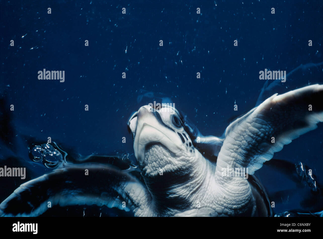 Neonato tartaruga embricata (Eretmochelys imbricata) nuotare vicino alla superficie dell'oceano. Sul mare del sud della Cina Foto Stock