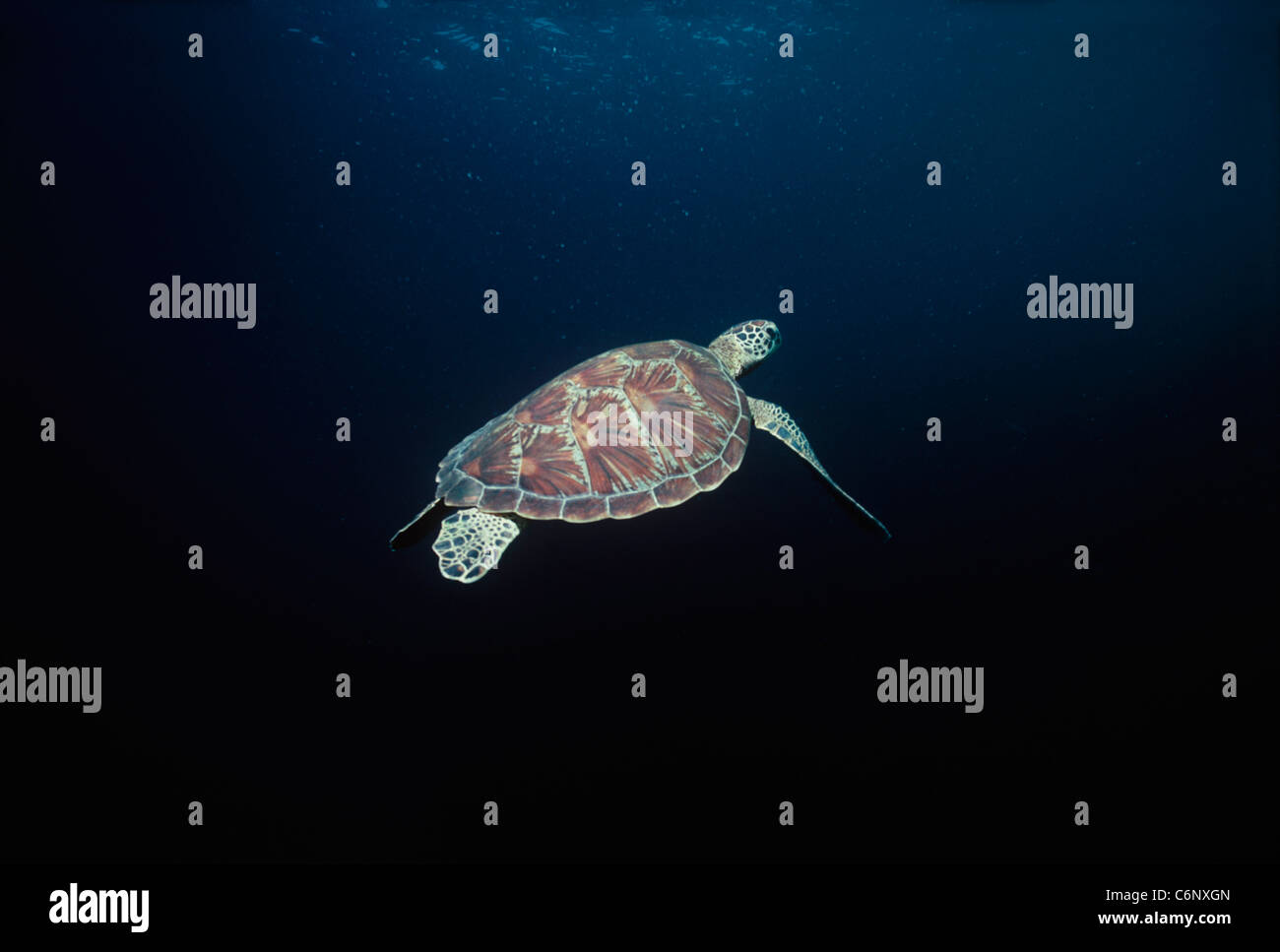 Tartaruga embricata (Eretmochelys imbricata) nuoto in mare aperto. Sipadan Island, Borneo, sul Mare della Cina del Sud Foto Stock