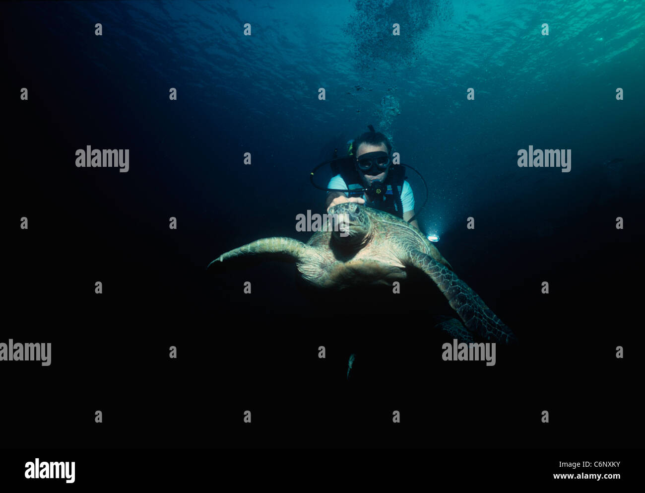 Sommozzatore interagente con una tartaruga verde (Chelonia Mydas) nuoto in mare aperto di notte. Borneo, sul Mare della Cina del Sud Foto Stock