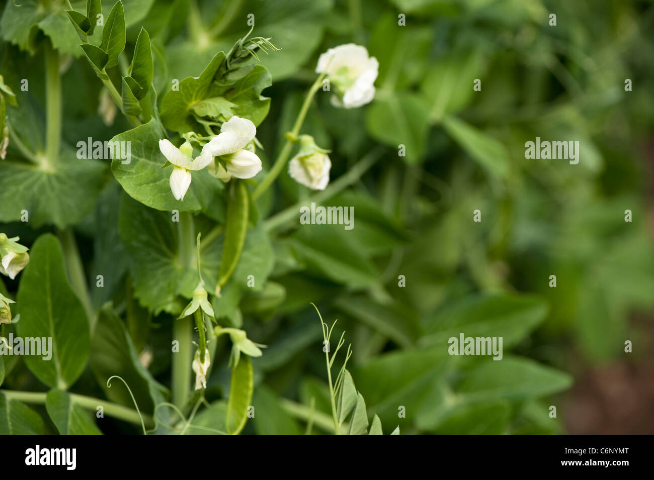 Fiori e baccelli di piselli su Pisum sativum "ambasciatore", giardino piselli Foto Stock