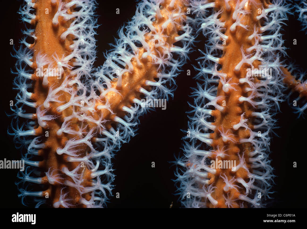 Corallo gorgonia (Gorgonacea) polipi aperti e l'assorbimento di plancton. Mar Rosso, Egitto Foto Stock