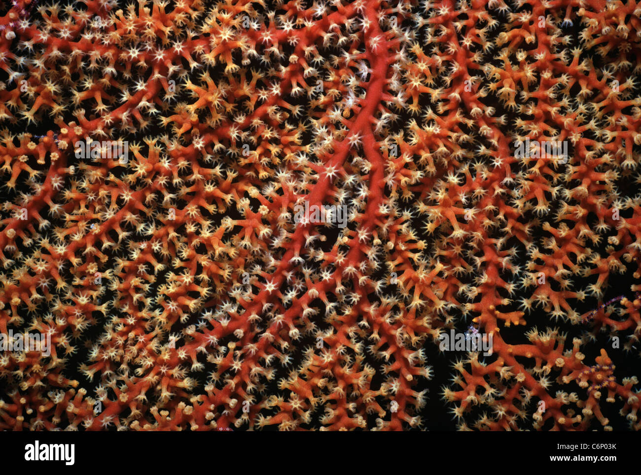 Corallo gorgonia (Gorgonacea) polipi l'apertura. Mar Rosso, Egitto Foto Stock