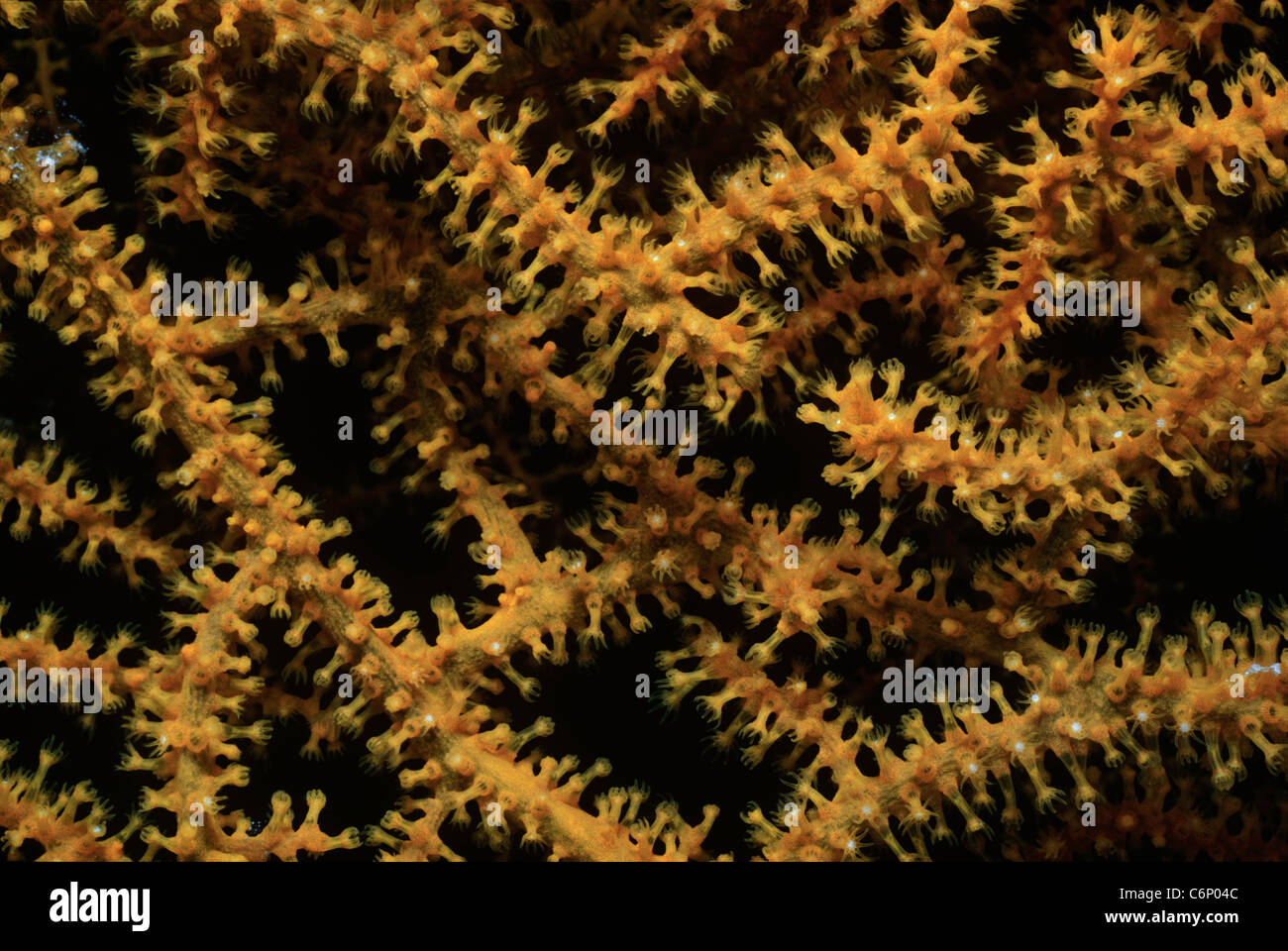 Corallo gorgonia (Gorgonacea) polipi l'apertura. Mar Rosso, Egitto Foto Stock