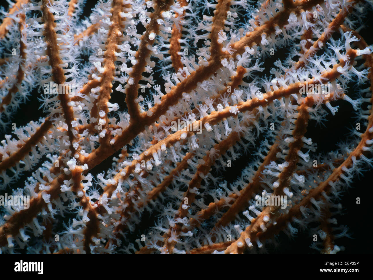 Corallo gorgonia (Gorgonacea) polipi di apertura e l'assorbimento di plancton. Mar Rosso, Egitto Foto Stock
