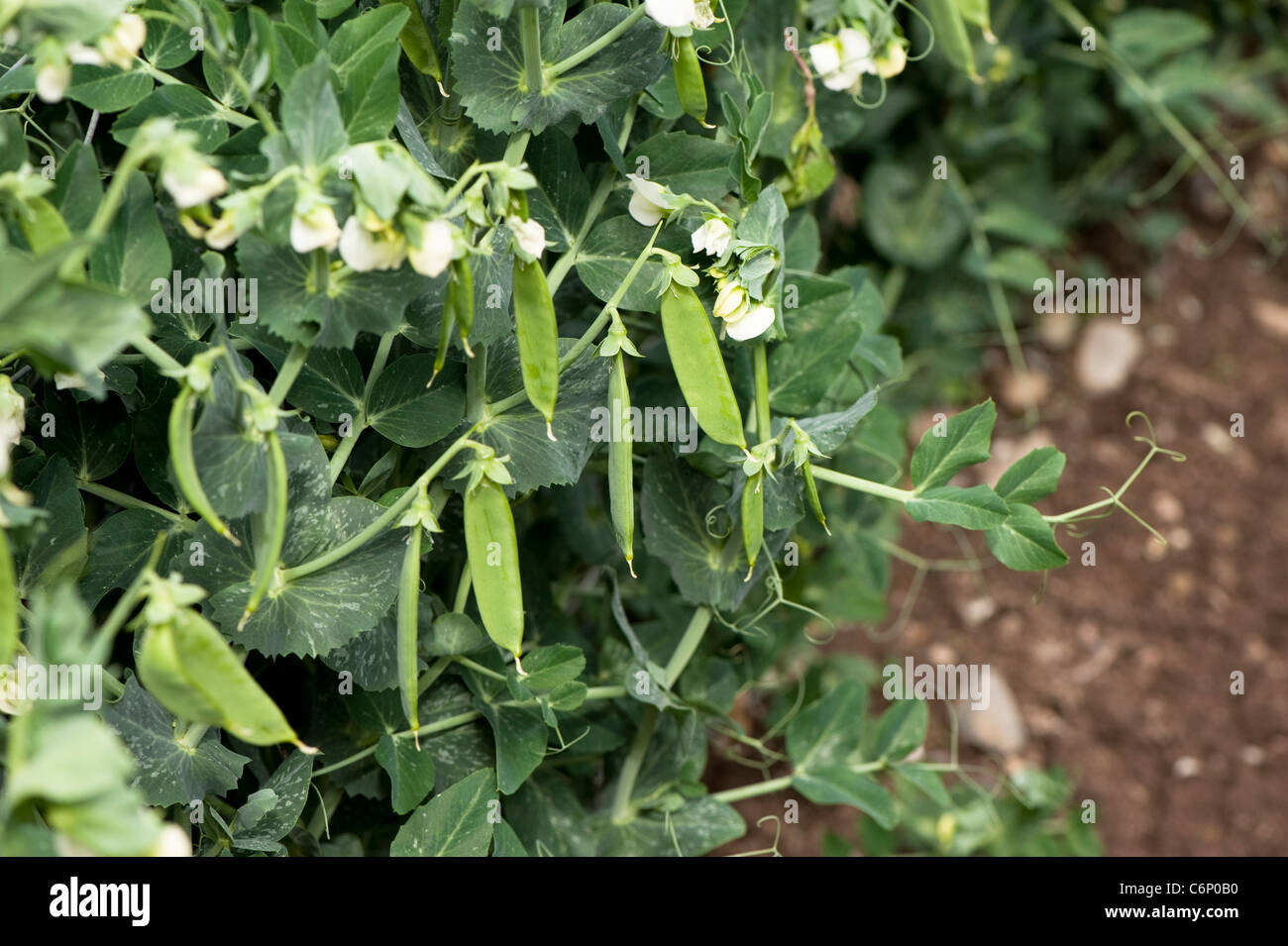 Fiori e baccelli di piselli su Pisum sativum " Balmoral', giardino piselli Foto Stock