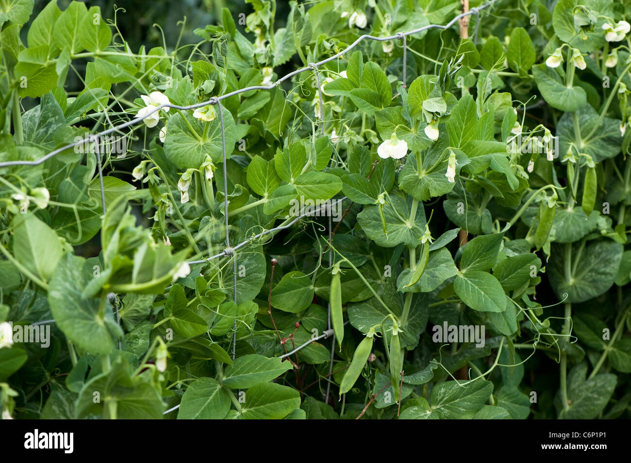 Fiori e baccelli di piselli su Pisum sativum 'Early Onward', giardino piselli Foto Stock