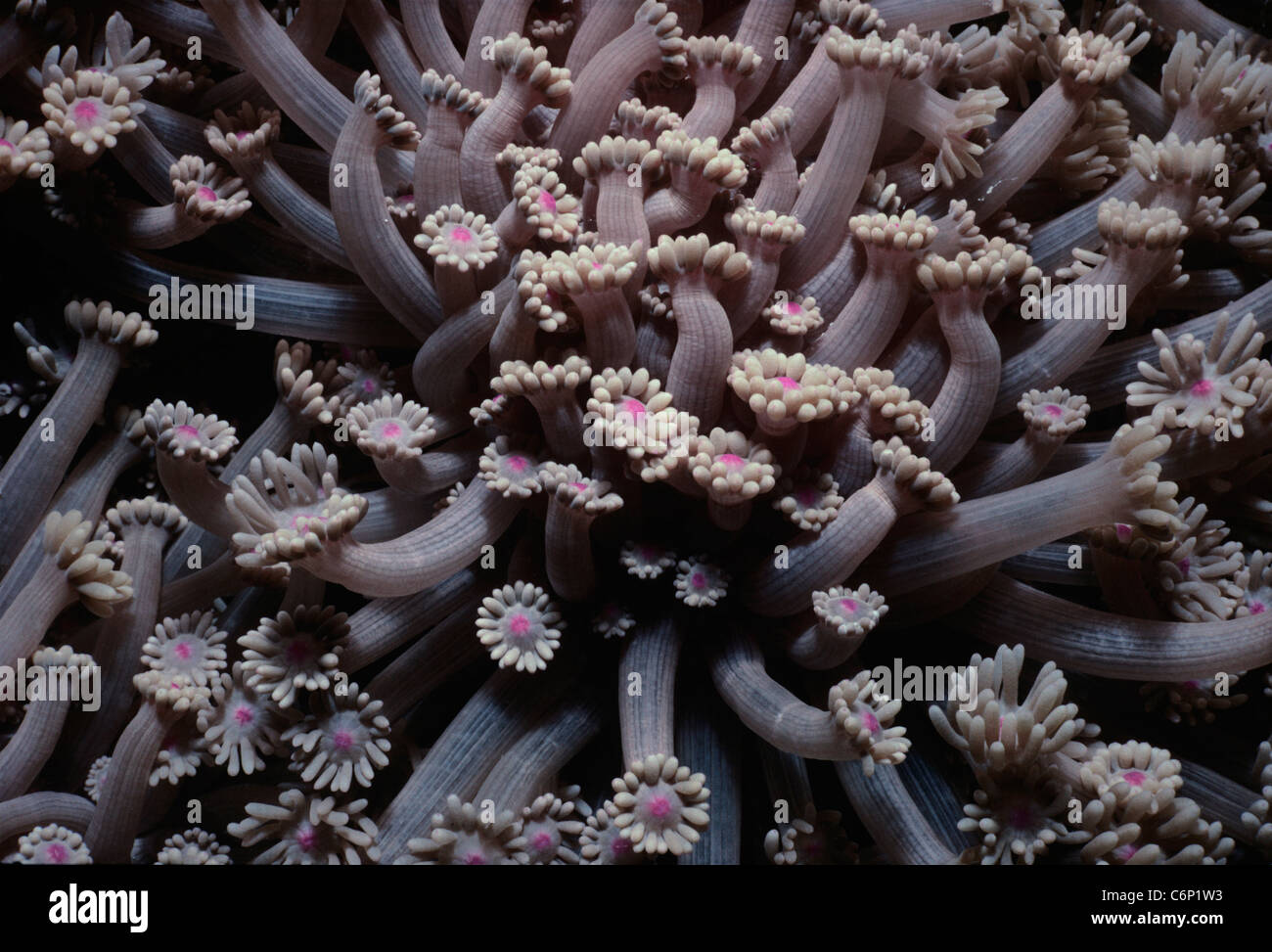 Xenia Coral (xenia umbellata) polipi aperti e l'assorbimento di plancton. Mar Rosso, Egitto Foto Stock