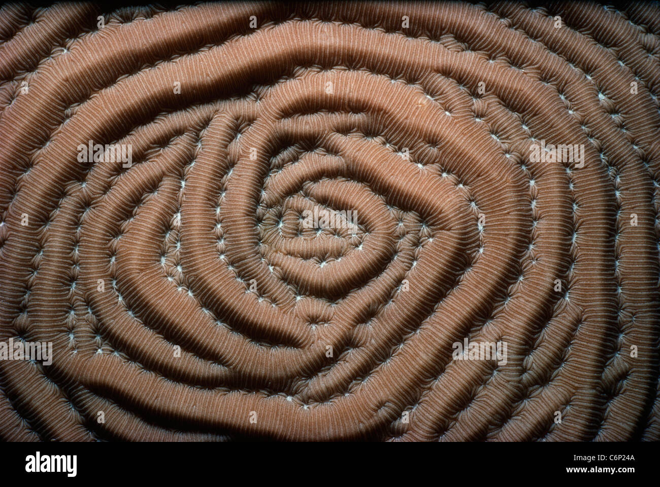 Corallo a spirale. Florida Keys, Florida, Stati Uniti d'America, Oceano Atlantico Foto Stock