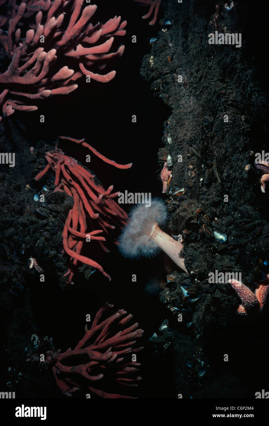 Spugna (Poriferi) e un anemone (Actiniaria) su un impilamento incrostato con cozze (Bivalvia). La Nuova Inghilterra, Oceano Atlantico settentrionale Foto Stock