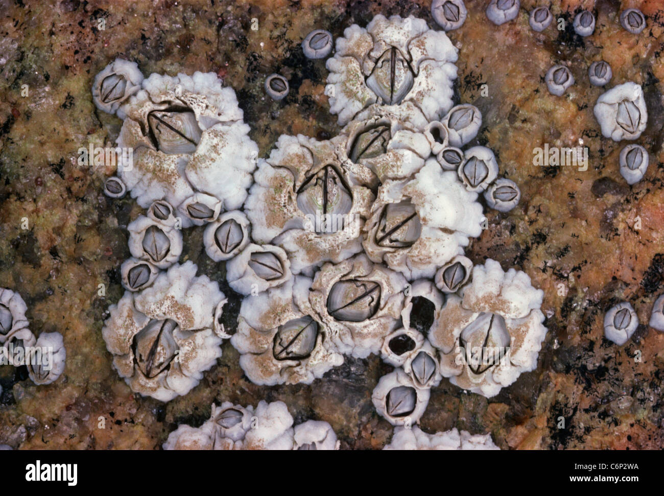 Colonia di Acorn Barnacles (Semibalanus balanoides) filtro di alimentazione. Isole Galapagos, Ecuador, Oceano Pacifico Foto Stock