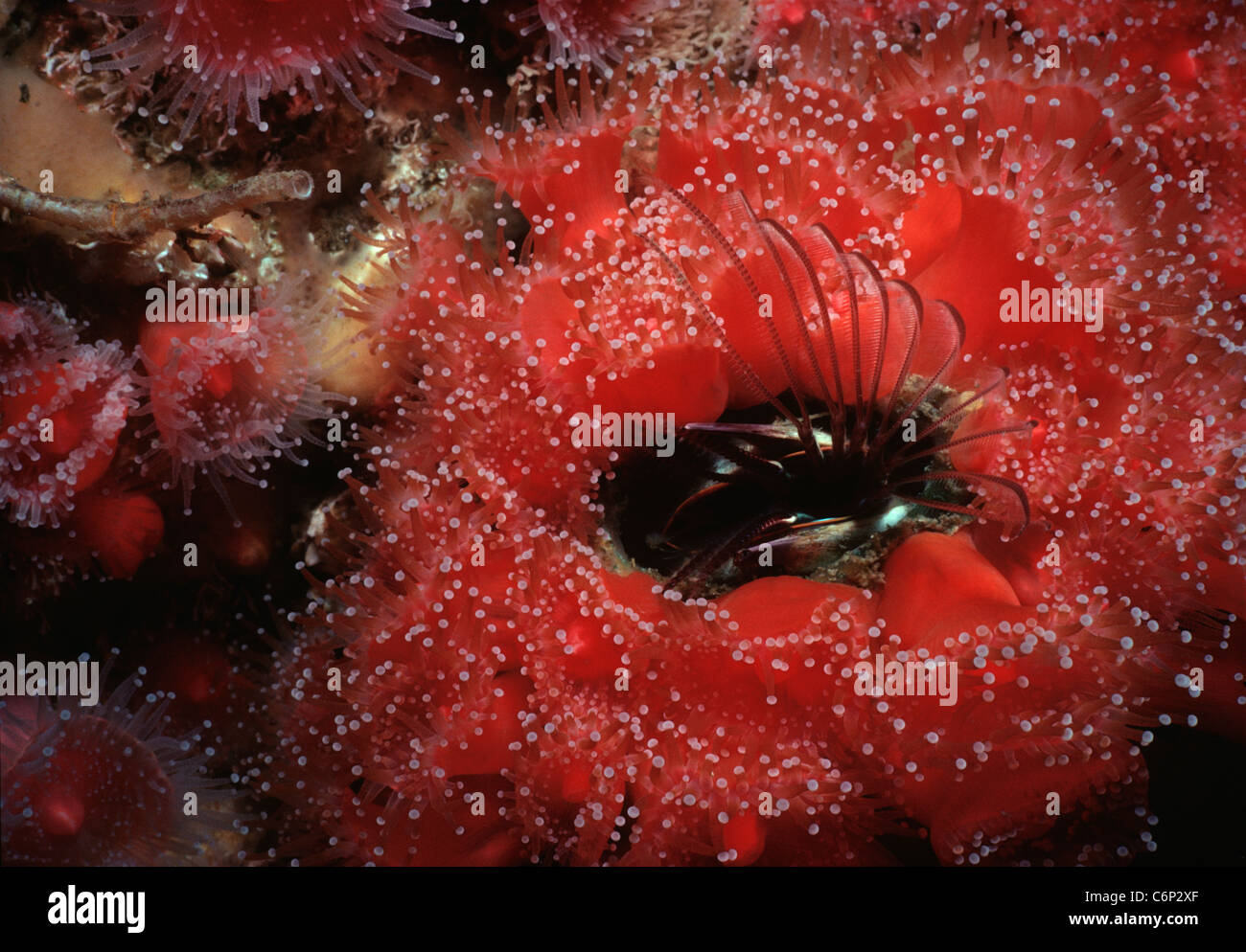 Giant Acorn Barnacle (Balanus nubilis) e il Club a punta del filtro di anemone di alimentazione. In California, USA, Oceano Pacifico Foto Stock