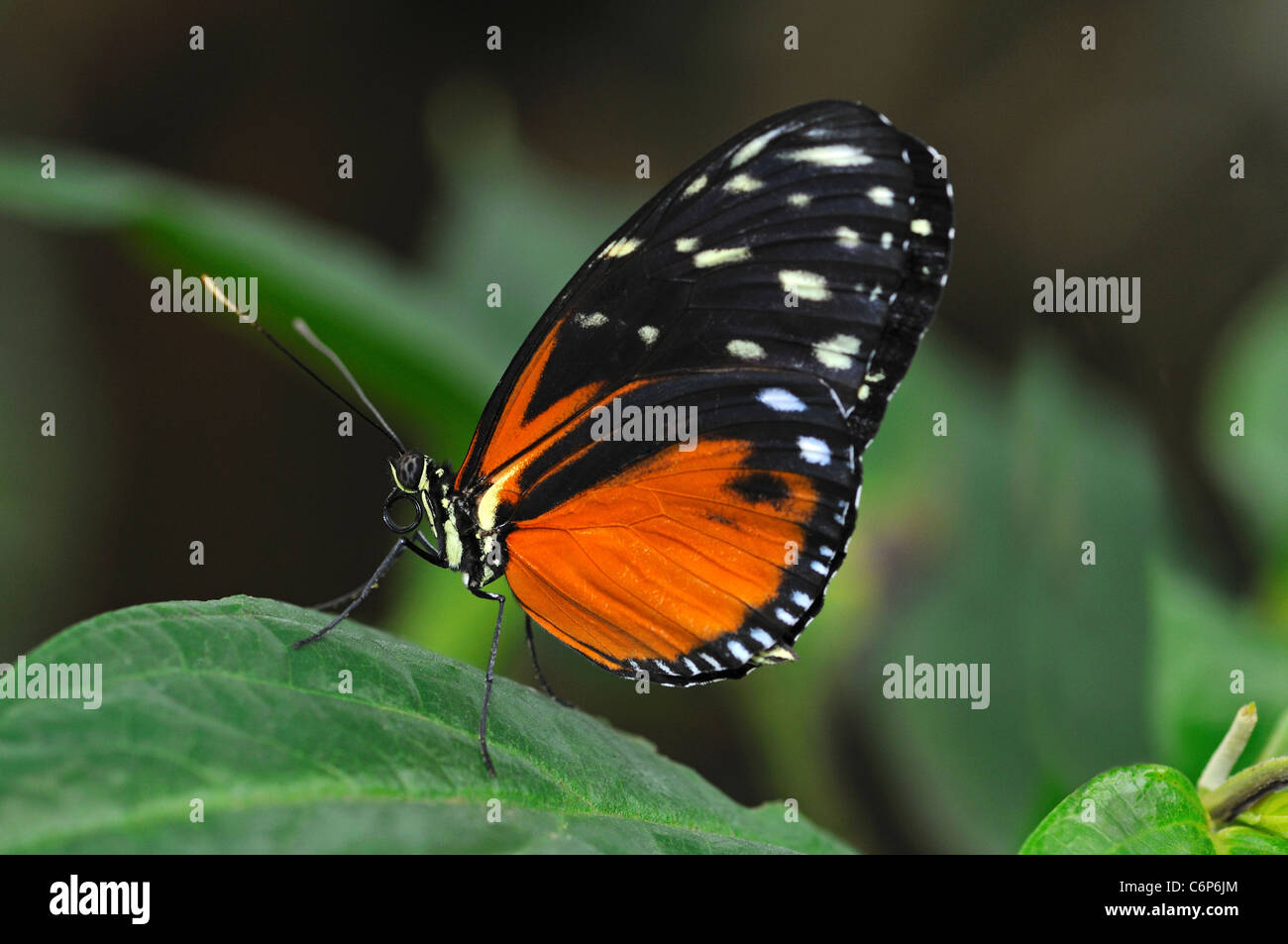 Farfalle tropicali, Tiger Longwing, Heliconius hecale Foto Stock