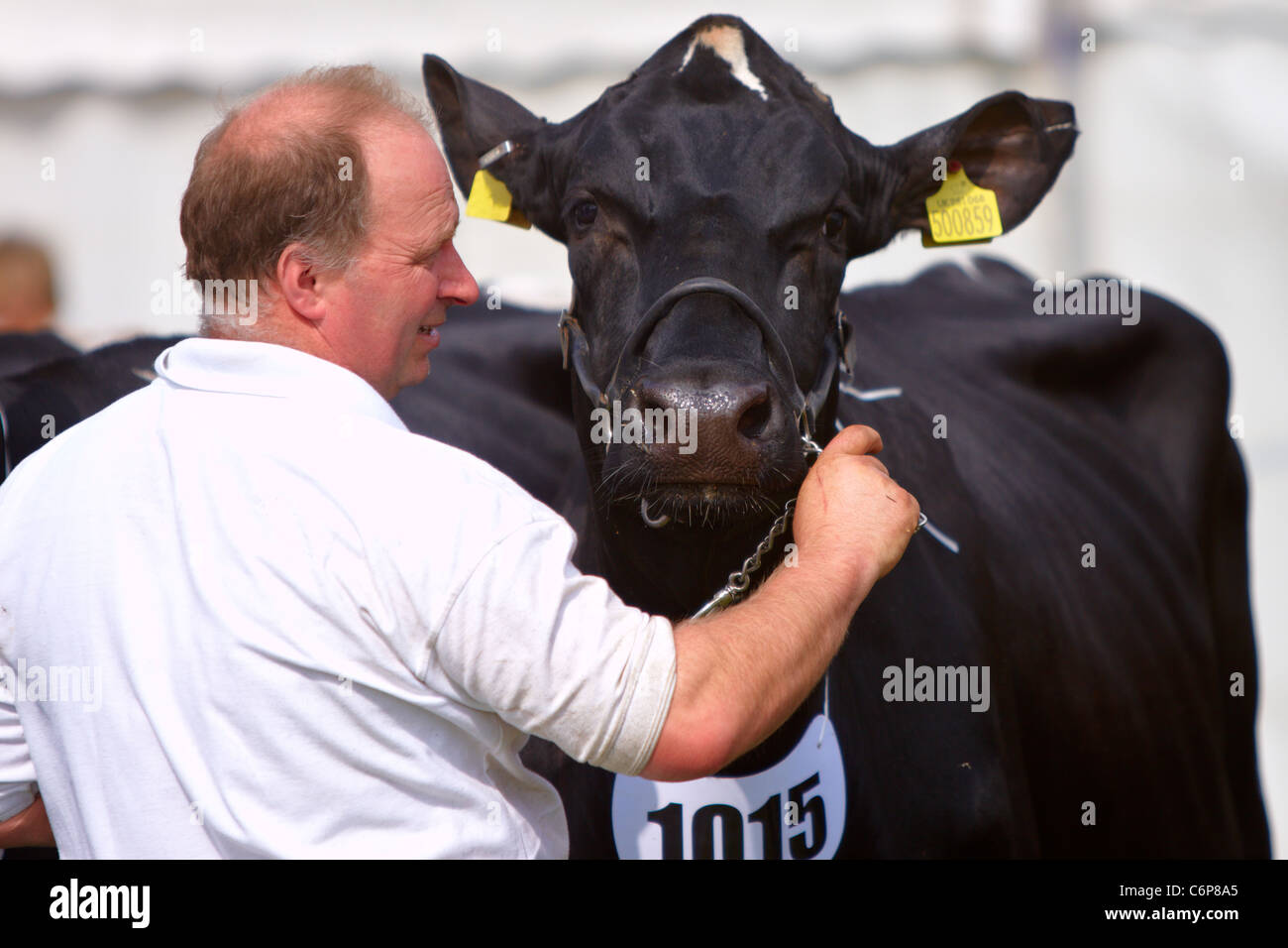 Una mucca è guidato intorno a un anello di spettacolo presso la contea di Bucks Show 2011 Foto Stock