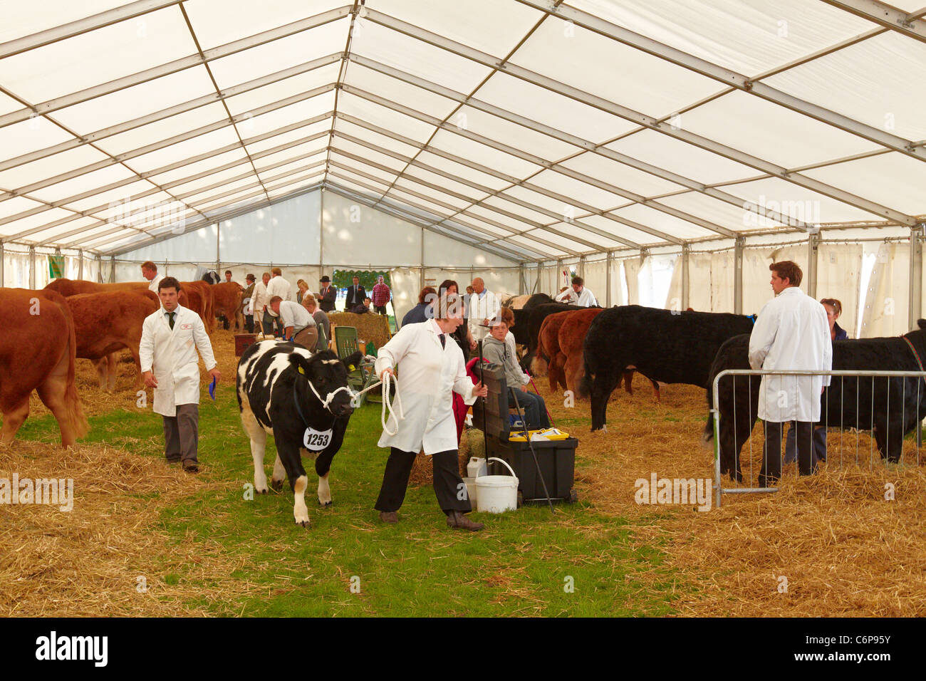 Le mucche sono preparati per lo spettacolo anello in un capannone temporaneo presso la contea di Bucks Show 2011 Foto Stock