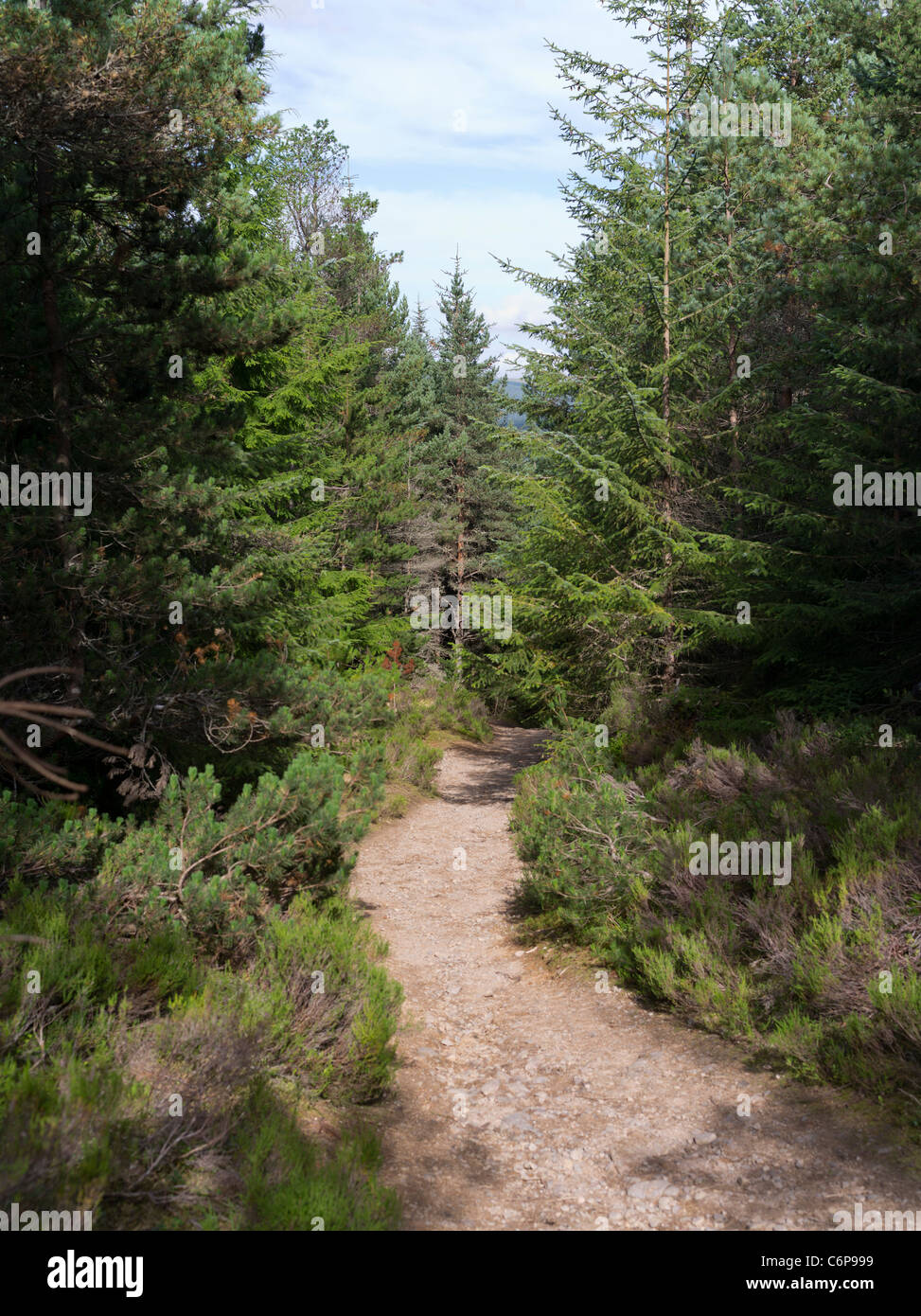 Dh FYRISH HILL ROSS CROMARTY percorso giubilare pino Scozzese passeggiata nella foresta di Boschi Foreste sentieri Scotland Regno Unito Foto Stock